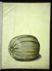 Cucumis melo (meloun) od Hans Simon Holtzbecker