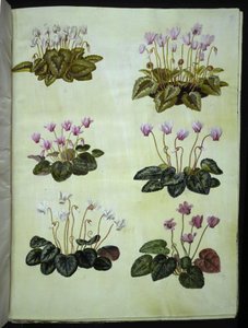 Cyclamen hederifolium (břečťan alpská fialka); Cyclamen purpurascens (pravá alpská fialka) od Hans Simon Holtzbecker