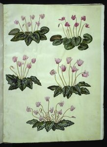 Cyclamen purpurascens (pravá alpská fialka); Cyclamen hederifolium (břečťan alpská fialka) od Hans Simon Holtzbecker