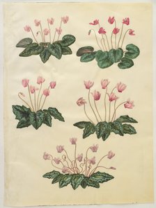Cyclamen purpurascens; Cyclamen hederifolium od Hans Simon Holtzbecker