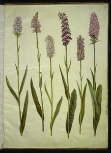 Dactylorhiza maculata (bylina kukačky skvrnité) od Hans Simon Holtzbecker