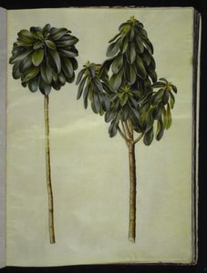 Daphne laureola (laurel-daphne) od Hans Simon Holtzbecker