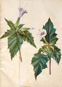 Datura stramonium (obyčejné dívčí jablko) od Hans Simon Holtzbecker