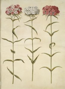 Dianthus barbatus (studentský karafiát) od Hans Simon Holtzbecker