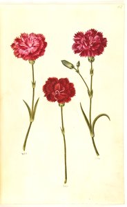 Dianthus caryophyllus (zahradní karafiát) od Hans Simon Holtzbecker