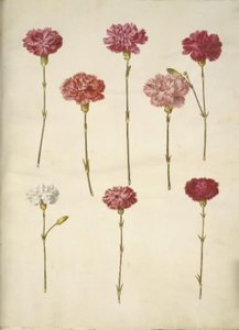 Dianthus caryophyllus (zahradní karafiát) od Hans Simon Holtzbecker