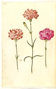 Dianthus caryophyllus (zahradní karafiát) od Hans Simon Holtzbecker
