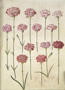 Dianthus caryophyllus (zahradní karafiát) od Hans Simon Holtzbecker