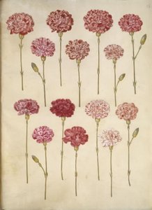 Dianthus caryophyllus (zahradní karafiát) od Hans Simon Holtzbecker