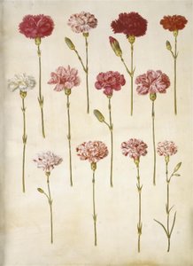 Dianthus caryophyllus (zahradní karafiát) od Hans Simon Holtzbecker