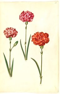 Dianthus caryophyllus (zahradní karafiát) od Hans Simon Holtzbecker