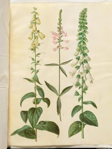 Digitalis grandiflora (náprstník velkokvětý); Physostegia virginiana (Physostegia virginiana); Digitalis purpurea (digitalista obyčejný) od Hans Simon Holtzbecker