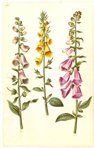 Digitalis purpurea (náprstník obecný); Digitalis grandiflora (náprstník velkokvětý) od Hans Simon Holtzbecker
