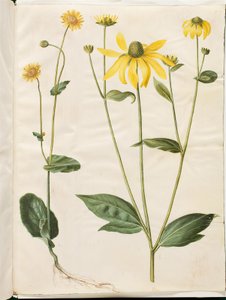 Doronicum pardalianches (hjertebladet gemserod); Rudbeckia laciniata (fliget solhat) od Hans Simon Holtzbecker