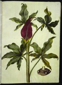 Dracunculus vulgaris (dračí kořen) od Hans Simon Holtzbecker