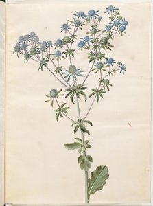 Ploché eryngium (have-mandstro) od Hans Simon Holtzbecker