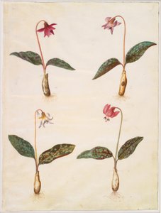 Erythronium dens-canis (skutečný psí zub) od Hans Simon Holtzbecker