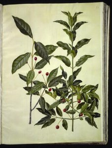 Euonymus latifolius (kostnice širokolistá); Euonymus europaeus (kostní dřevo) od Hans Simon Holtzbecker