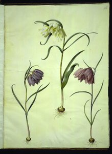 Fritillaria meleagris (vajíčko zmije obecné) od Hans Simon Holtzbecker