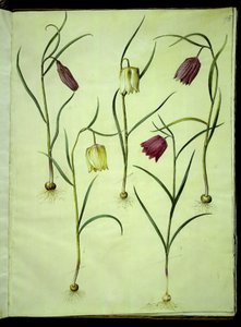 Fritillaria meleagris (vajíčko zmije obecné) od Hans Simon Holtzbecker