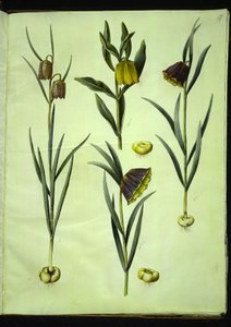 Fritillaria meleagris (vajíčko zmije obecné); Fritillaria aurea nebo Fritillaria tubiformis & moggridgei (vejce vibrací); Fritillaria montana od Hans Simon Holtzbecker