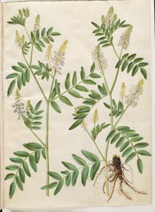 Galega officinalis (lékařský lusk) od Hans Simon Holtzbecker