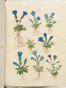 Gentiana acaulis (hořec bez stonku); Gentiana verna (hořec jarní); Gentiana acaulis (hořec bez stonku); Gentiana (druh hořce) od Hans Simon Holtzbecker