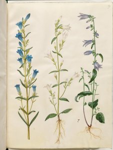 Gentiana pneumonanthe (hořec zvonkový); Campanula patula (luční zvon); Campanula rapunculoides (jednostranný zvonek) od Hans Simon Holtzbecker
