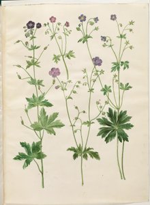 Geranium phaeum (čápí zobák vlnokorunovaný); Geranium sylvaticum (čapí zobák dřevěný) od Hans Simon Holtzbecker