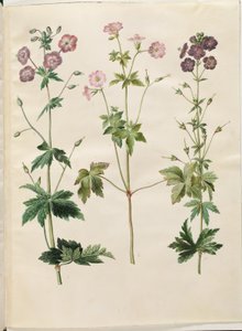 Geranium phaeum (čápí zobák vlnokorunovaný); Geranium versicolor (čápí zobák) od Hans Simon Holtzbecker