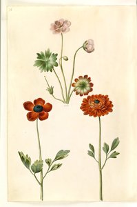 Geranium sanguineum striatum (storkenæb); Ranunculus asiatica (have-ranunkel) od Hans Simon Holtzbecker