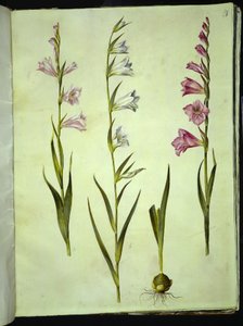 Gladiolus communis (mečík obecný) od Hans Simon Holtzbecker