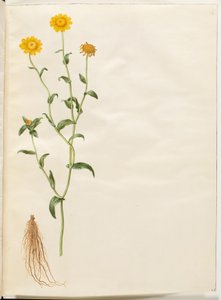 Glebionova plodina (gul okseøje) od Hans Simon Holtzbecker