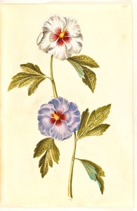 Hibiscus syriacus (syrská růže) od Hans Simon Holtzbecker