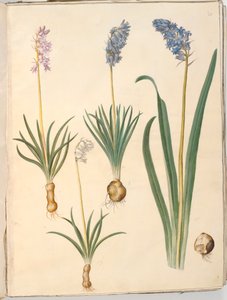 Hyacinthoides non-scripta (zvonek obecný); Hyacinthoides hispanica (španělský zvonek) od Hans Simon Holtzbecker