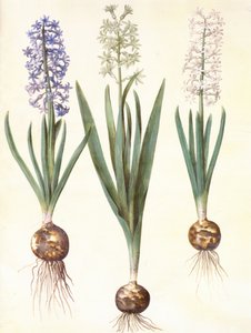 Hyacinthoides orientalis simp et pl od Hans Simon Holtzbecker