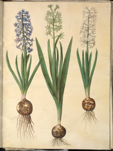 Orientální hyacint (Almindelig hyacint) od Hans Simon Holtzbecker