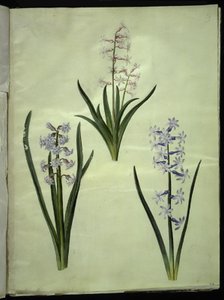Orientální hyacint (Almindelig hyacint) od Hans Simon Holtzbecker