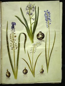orientální hyacint (almindelig hyacint); Muscari comosum (dukhyacint); Brimeura amethystina (pyrenejská modrá) od Hans Simon Holtzbecker