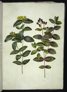 Hypericum androsaemum (bobule třezalka tečkovaná) od Hans Simon Holtzbecker