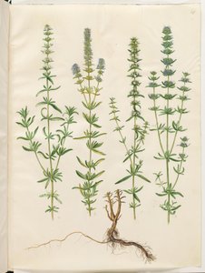 Hyssopus officinalis (yzop pravý) od Hans Simon Holtzbecker