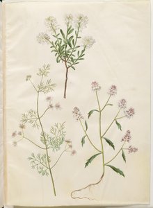 Iberis sempervirens (sněhový polštář); Coriandrum sativum (koriandr obecný); Iberis amara (hořký luk) od Hans Simon Holtzbecker