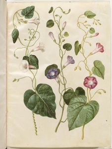 Ipomoea purpurea (purpur-pragtsnerle) od Hans Simon Holtzbecker