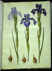 Iris latifolia (anglicky iris) od Hans Simon Holtzbecker