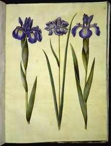 Iris latifolia (anglicky iris); Iris sibirica (sibiřský kosatec) od Hans Simon Holtzbecker