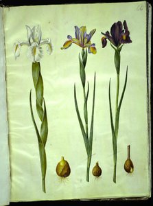 Iris latifolia (anglicky kosatec); Iris xiphium (španělský kosatec) od Hans Simon Holtzbecker