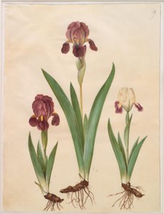 Iris ×lurida (iris-hybrid) od Hans Simon Holtzbecker