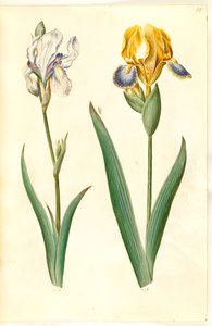 Světlá duhovka (bleg iris); kosatec pestrý (brogetův kosatec) od Hans Simon Holtzbecker