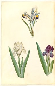 Iris persica (kosatec perský); Iris lutescens nebo Iris pumila (?) (trpasličí duhovka nebo nízká duhovka) od Hans Simon Holtzbecker