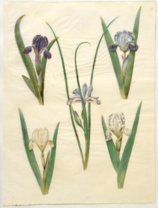 Iris pumila (nízká duhovka) nebo Iris lutescens (zakrslá duhovka); Iris graminea (dúhovka z travních listů) od Hans Simon Holtzbecker